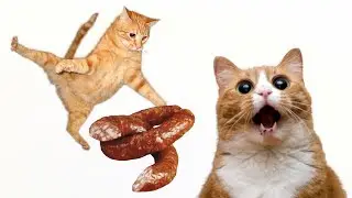 Деликатес для кота, кот ест колбасу