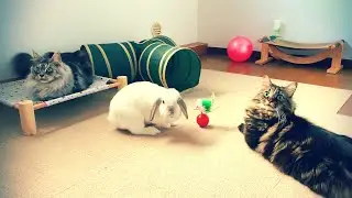 2024年　猫とうさぎの癒やし動画/2024 Healing video of cats and rabbits