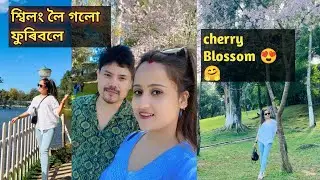 Shillong Golu furibole ❤️😍, cherry Blossom 😍, 1st time salo emn dhunia lagise🤗