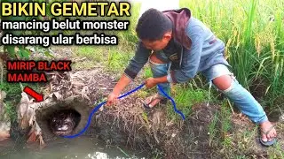 Mancing belut disarang ular untung tidak digigit