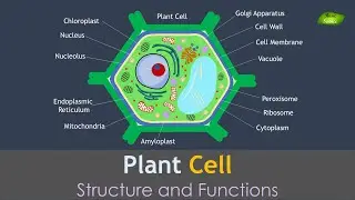 Plant cell | Notes | structure and Function | Basic Science Series
