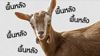 เเพะเหงา | Goat Of Duty