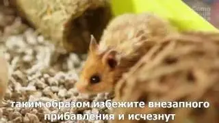 Хомяки-какой должна быть идеальная клетка?