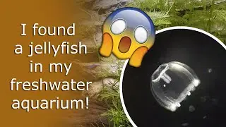 You Definitely Didn't Expect to See This in Your Aquarium: Freshwater Jellyfish!
