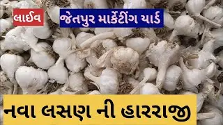 નવા લસણ ની હારરાજી લાઈવ જેતપુર માર્કેટીંગ યાર્ડ તા 20.05.2023 / Live Lasan in harraji Jetpur Yad