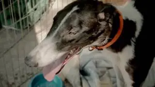 Greyhound Homecoming Video- Greysave.org