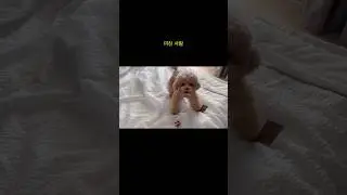 복떠니는 먹는거 아닙니다🐶