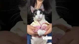 Les gustó mi baile?😻💗 #viral #gatos #michi #shortvideos #cat #michis #shorts #parati #cats #pets