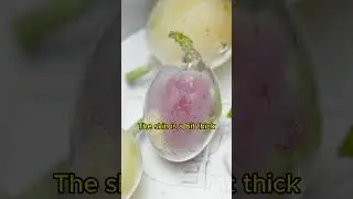 Taste Testing Several Japanese Grape Varieties 