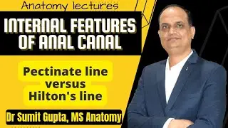 ANAL CANAL : INTERNAL FEATURES
