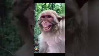 Funny monkey laugh 🤣 #Shorts