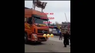 Корова просит о помощи - У меня один вопрос как она туда залезла?