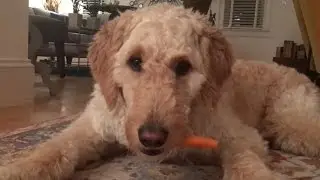 Dog Only Eats Peeled Carrots