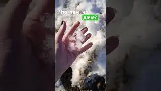 что происходит на даче?снег лежит и трава растет.скоро пойдут нарциссы.не знаю чем посыпали дорожки