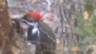 Pileated Woodpecker in our village! We love him!