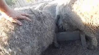 SELECTING PULLS FOR THE BUYER. BIO-FARM MANGALICA