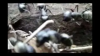 муравьи дровосеки