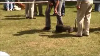 Pola at SDA 200610