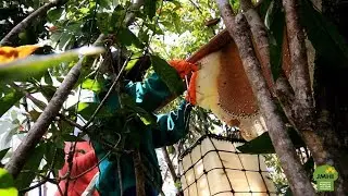 Ekolabel Swadeklarasi Produk Madu Hutan Klaim Panen Lestari