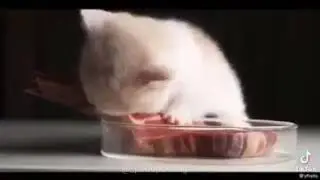 Evil kitty destroys a steak (he dies at the end)