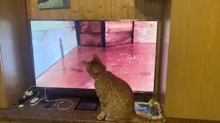 🐈 Кот с мышей у телевизора😆