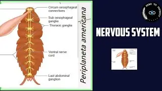 Cockroach Nervous System |Class 11th|NCERT|NEET