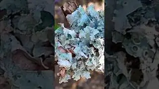 Max zoom lichens on a twig #lichen #nature #trees #fungi #outdoors