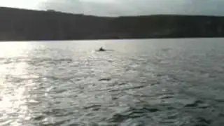 Bottle nosed Dolphins in Holeopen Bay on the Old Head of Kinsale