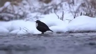 Waterspreeuw in de sneeuw