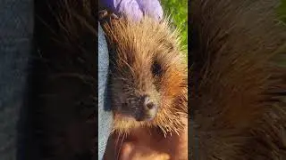 В мире животных и людей 🥰Мир глазами ветеринара ❤️#Zoovetdoctor #ушаковдмитрий #ветеринародесса