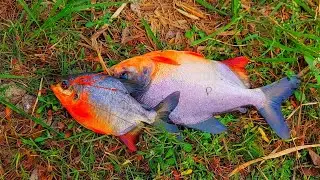 Double Fish Catching in Single Shot , Couple Fish Hunting by Fishing Hook , Mother and Baby Fishing