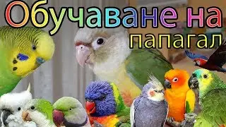 Как да обучим папагал? Част 1