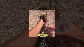Байкер спас ЩЕНКА❤️
