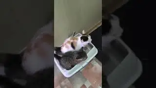 Вот что значит: всегда вместе 😸👍This is what it means: always together #shorts #jokes #cat #юмор
