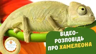 🦎 Розповідь про про хамелеона для дітей українською💛💙 Цікавинки про тварин. Дикі тварини для дітей.
