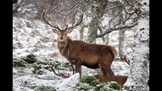 Red deer Stag herd in Cairngorms National Park, Scotland, during snowfall 29th Nov 2017
