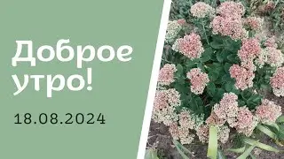 Доброе утро! 18.08.2024