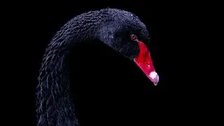 Amazing Swan Facts You Didn't Know