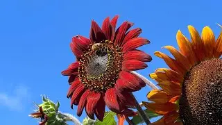 Sunflowers