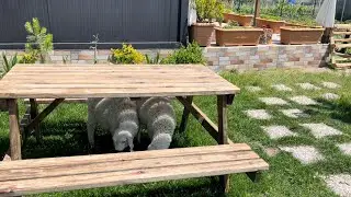 2 Haziran Yaz geldi.Tavuklarım Emekli oluyor! Arsız Kuzular ve bahçelerin güneşle sınavı başlayacak!