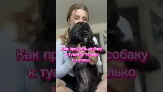 Туалет только на улице.Наш опыт😊В подгузнике мы походили пока не кончилась течка.  #любовь #собака