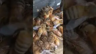 Осы пчелам не сестры.