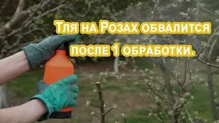 ТЛЯ с РОЗ осыпится если внести эту обработку на розы. Универсальный способ + подкормка