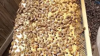 Watch How A Honey Bee Queen Lays Her Eggs