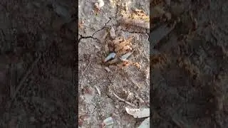 kanatlı karıncalar