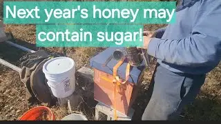 Next year's honey may contain sugar! Beekeeping