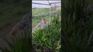 Angus Stewart trials the NEW Bush Tucker Advanced Biological Liquid Formula