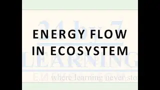 Video 3: Energy Flow in Ecosystem