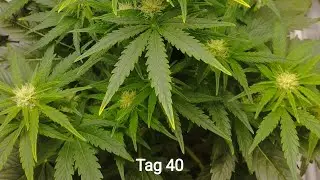 Cannabis Grow Quick One Tag 40