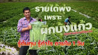 รายได้พุ่งเพราะผักบุ้งแก้ว รู้ต้นทุนรู้กำไรภายใน 1 วัน #เกษตรอารมณ์ดี